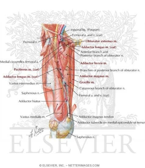 Watermarked preview of labeled image: Arteries and Nerves of Thigh: Deep Dissection (anterior view)Arteries and Nerves of Thigh: Anterior Views