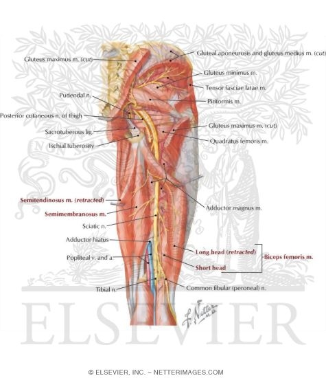 Watermarked preview of labeled image: Arteries and Nerves of Thigh: Deep Dissection (posterior view)
Arteries and Nerves of Thigh: Posterior View