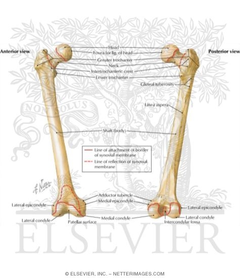 Osteology of the Femur