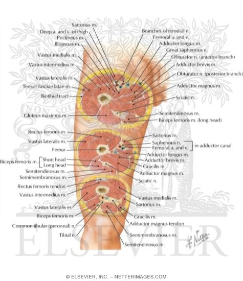 Cross-Sectional Anatomy of Thigh
Thigh: Serial Cross Sections