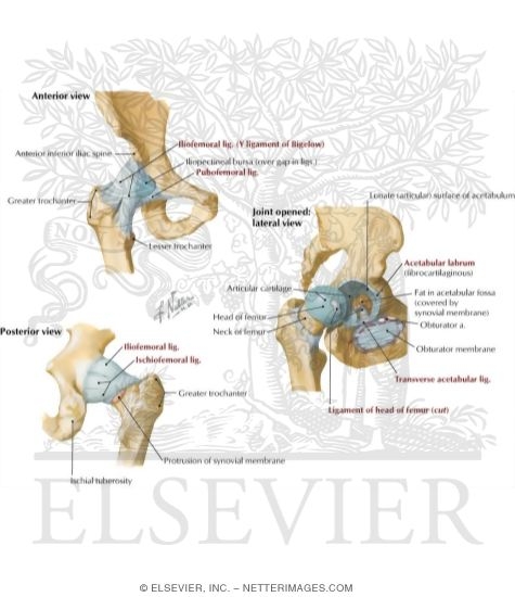 Hip Joint