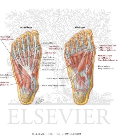 Watermarked preview of labeled image: Muscles of Sole of Foot: Second Layer
Muscles of Sole of Foot: Third Layer
Muscles, Arteries, and Nerves of Sole of Foot
