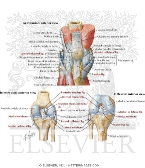 Leg: Knee Joint and Ligaments