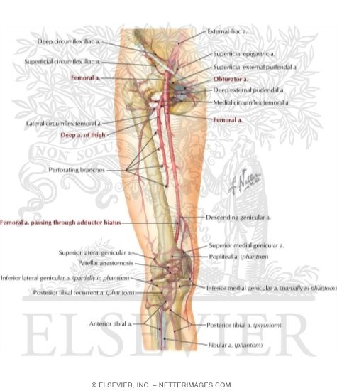 Arteries of Thigh and Knee: Schema
Arteries of the Leg and Knee