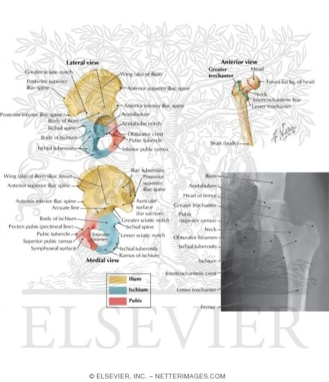Hip and Gluteal Region: Bones