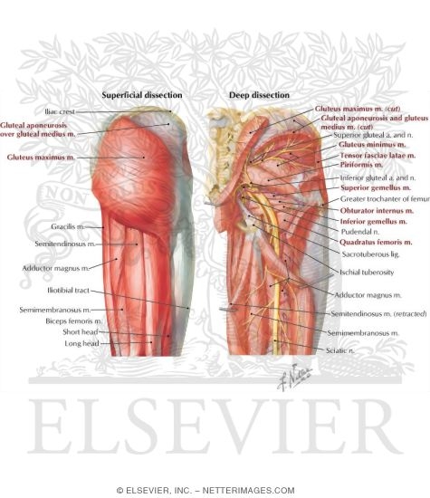 Hip and Gluteal Region: Muscles