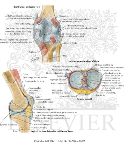 Knee Joint Ligaments and Bursae
