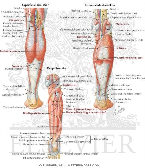 Posterior Compartment Leg Muscles