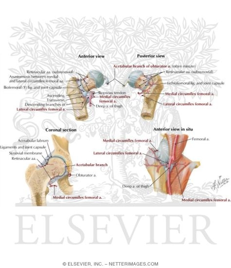 Arteries of Femoral Head and Neck