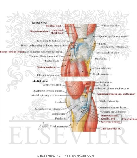 Knee: Lateral and Medial Views