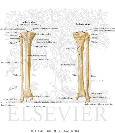 Tibia and Fibula
