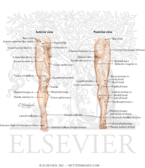 Lower Limb: Surface Anatomy