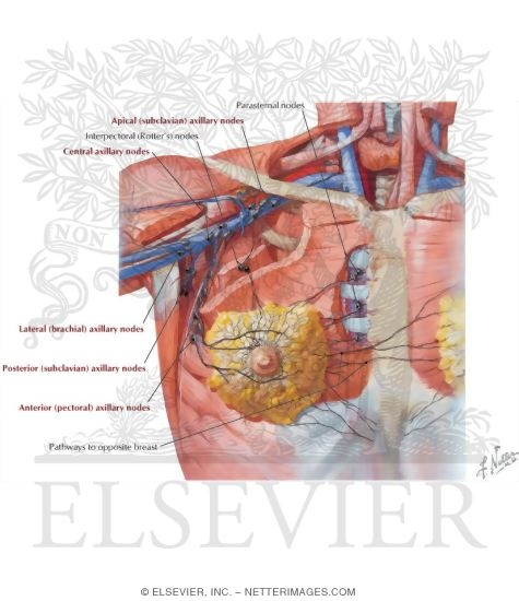 Watermarked preview of labeled image: Lymph Vessels and Nodes of Mammary Gland
Lymphatic Drainage