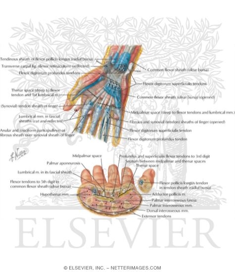 Spaces, Bursae, and Tendon and Lumbrical Sheaths of Hand
Bursae, Spaces and Tendon Sheaths of Hand