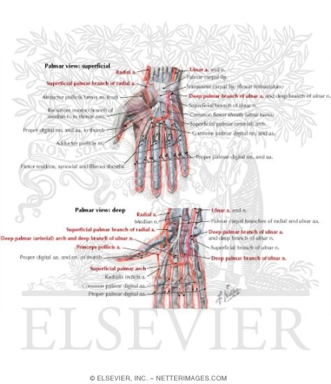Watermarked preview of labeled image: Blood and Lymph Vessels
Arteries and Nerves of Hand: Palmar Views