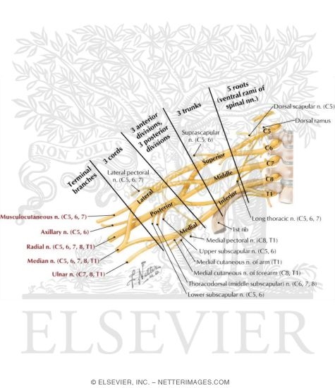 Watermarked preview of labeled image: Brachial Plexus: Schema