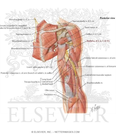 Watermarked preview of labeled image: Scapular, Axillary and Radial Nerves