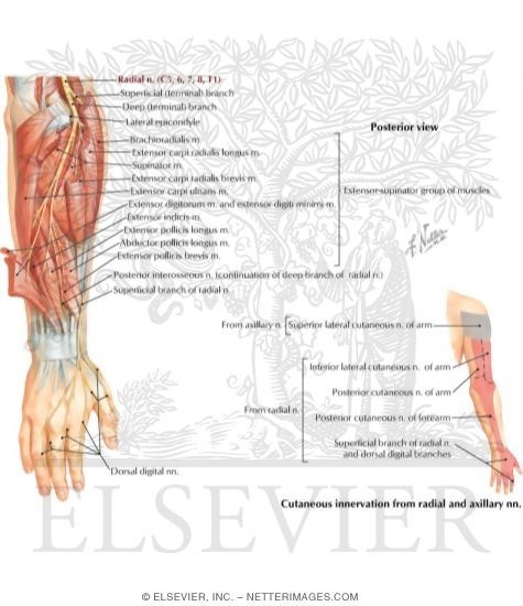 Radial Nerve in Forearm