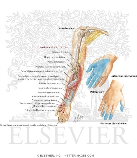 Median Nerve of Forearm