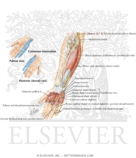 Ulnar Nerve of Forearm