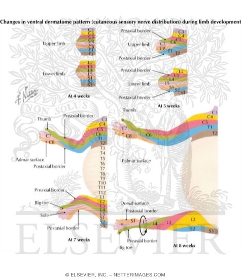 Limb Rotation and Dermatomes