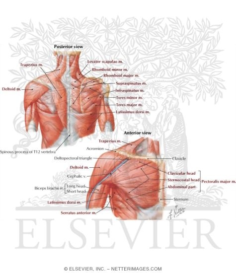 Muscles Connecting Upper Limb to Vertebral Column
Muscles of Shoulder