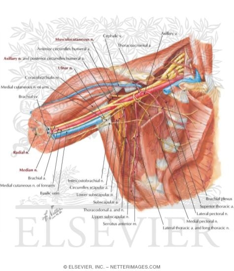 Watermarked preview of labeled image: Axilla Dissection: Anterior View