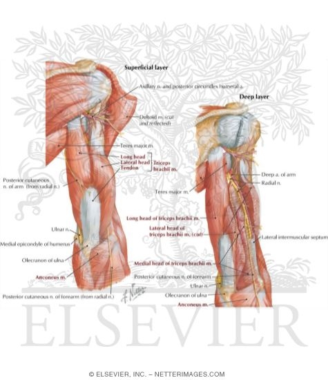 Watermarked preview of labeled image: Arm Muscles With Portions of Arteries and Nerves
Muscles of Arm: Posterior View
