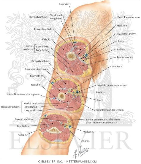 Cross-Sectional Anatomy of Upper Arm 