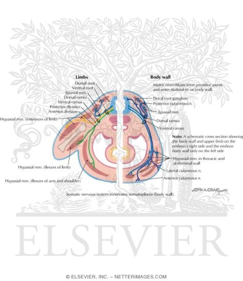 Epimere, Hypomere, and Muscle Groups