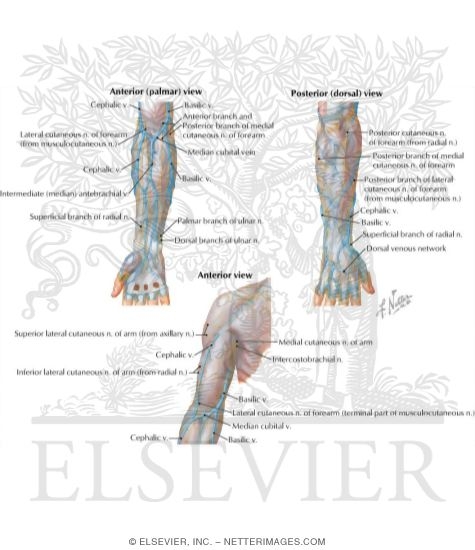 Watermarked preview of labeled image: Surface Anatomy: Superficial Veins and Nerves