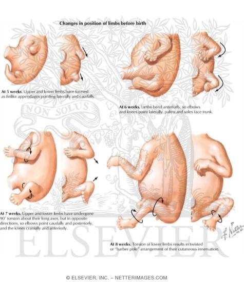 Embryology: Limb Bud Rotation
