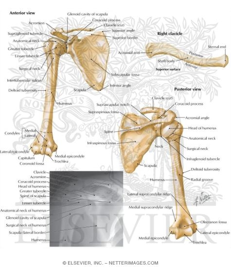 Bones of the Pectoral Girdle and Shoulder