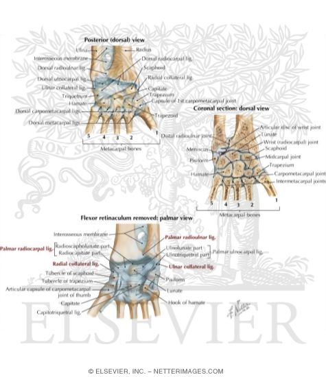 Wrist Joint Ligaments