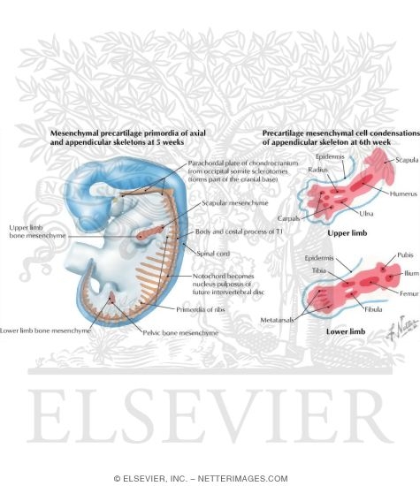 Watermarked preview of labeled image: Mesenchymal Primordia at 5 and 6 Weeks