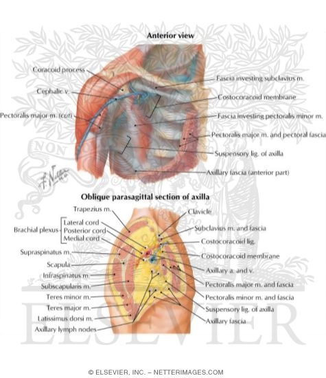 Watermarked preview of labeled image: Pectoral, Clavipectoral and Axillary Fasciae