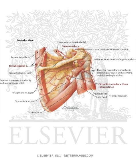 Watermarked preview of labeled image: Axillary Artery and Anastomoses Around Scapula