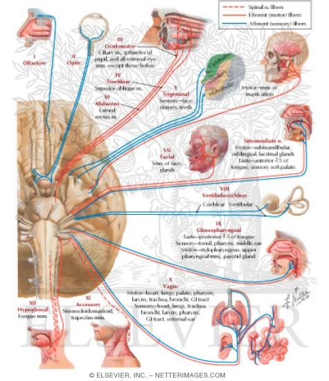 Cranial Nerves (Motor and Sensory Distribution): Schema