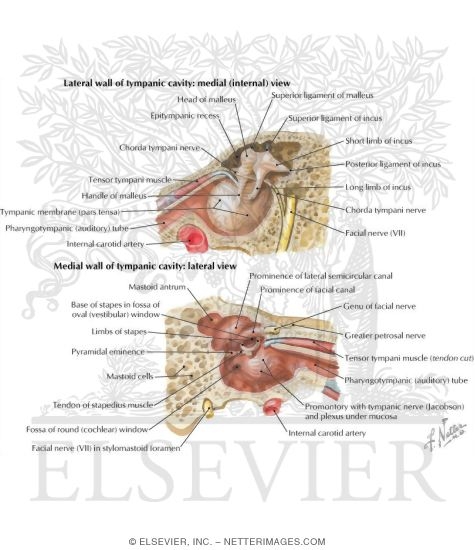Tympanic Cavity