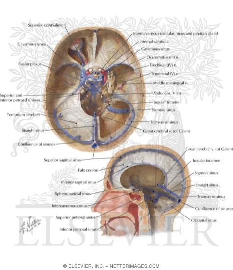 Venous Sinuses: Sinus Durae Matrix
Venous Sinuses of Dura Mater