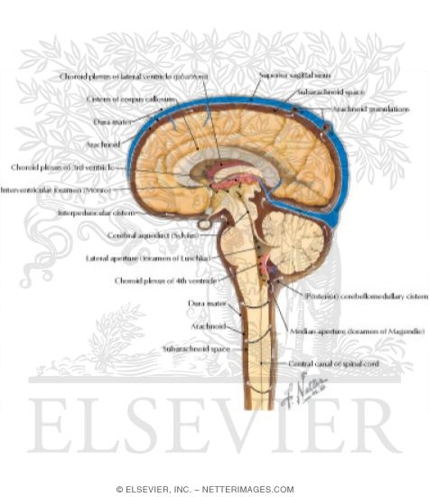 Circulation of Cerebrospinal Fluid