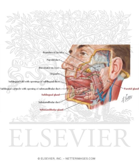 Watermarked preview of labeled image: Salivary Glands