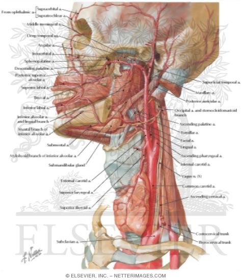 Arteries of Oral and Pharyngeal Regions
Arterial Supply of the Mouth and Pharynx
Blood Supply of the Mouth and Pharynx
Muscles of Pharynx: Lateral View