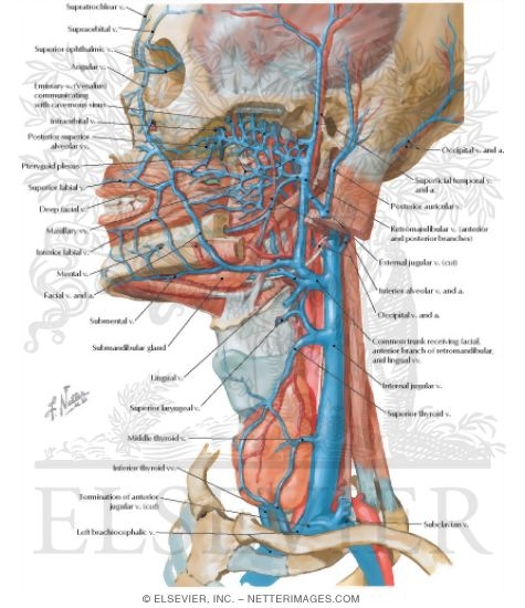 Veins of Oral and Pharyngeal Regions
Venous Drainage of the Mouth and Pharynx