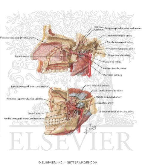Watermarked preview of labeled image: Arterial Supply of the Mouth and Pharynx II
Maxillary Artery 
Blood Supply of Mouth and Pharynx