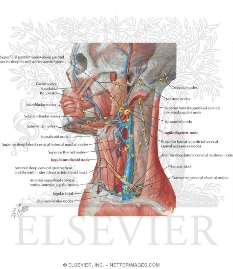 Watermarked preview of labeled image: Lymph Vessels and Nodes of Head and Neck
Lymphatic Drainage of Mouth and Pharynx