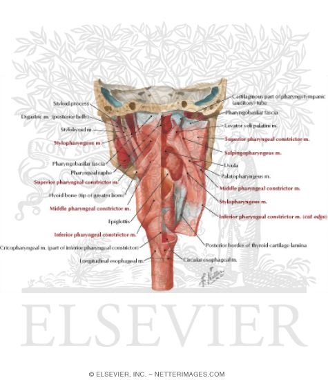 Muscles of Pharynx: Partially Opened Posterior View Musculature of