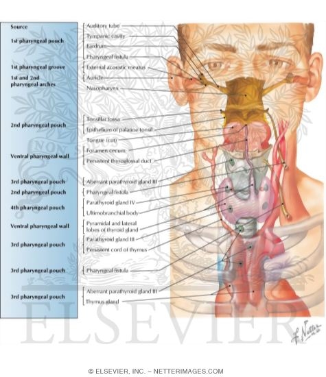 Watermarked preview of labeled image: Development of the Thyroid and Parathyroid Glands