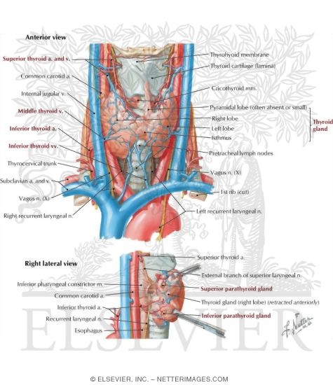 Parathyroid Gland Anatomy Blood Supply