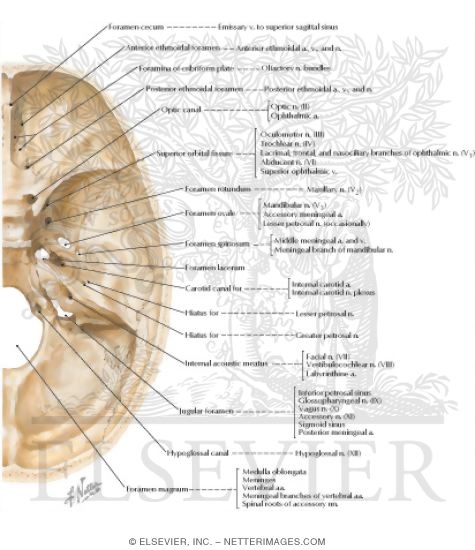 Foramina In the Base of the Adult Skull
Internal Aspect of Base of Skull: Orifices 
Foramina of Cranial Base: Superior View
